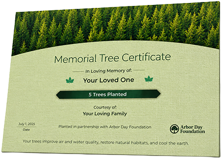 Plant Trees in Memory of Tonny Olando McNeil